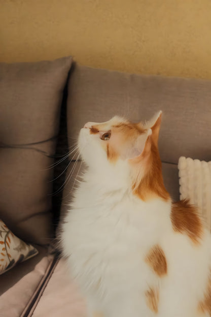 White and ginger cat looking up from the sofa